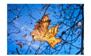 CWP-AutumnLeaves-01.jpg