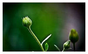CWP-DaisyBuds-01.jpg